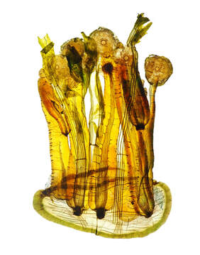 Pressed Vegetable Art on Aluminum - 11x14