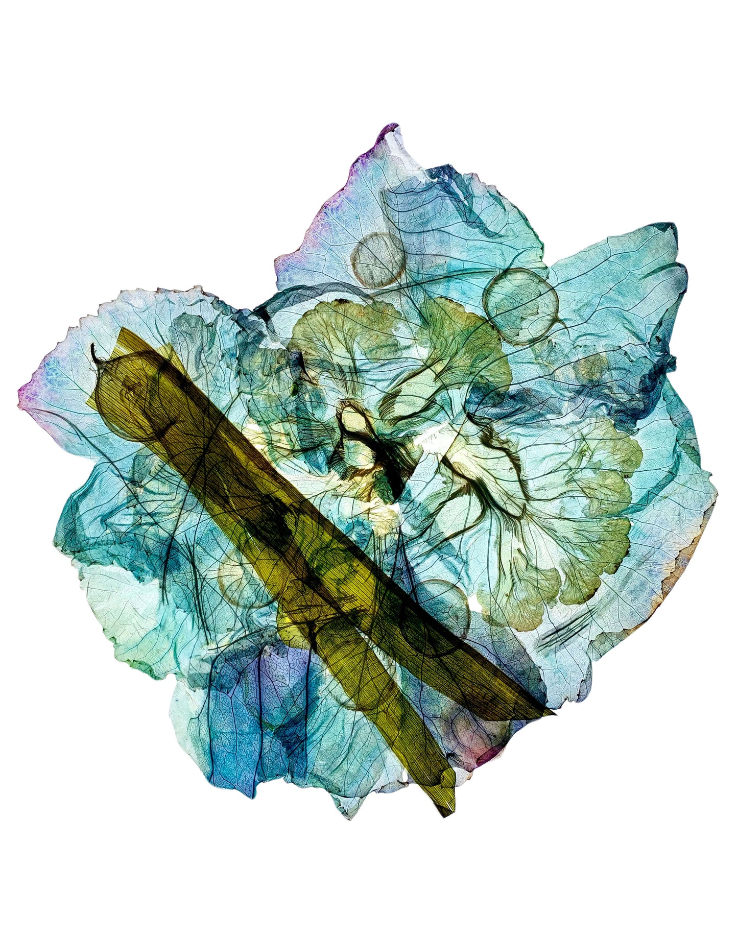 Pressed Vegetable Art on Aluminum - 12x12