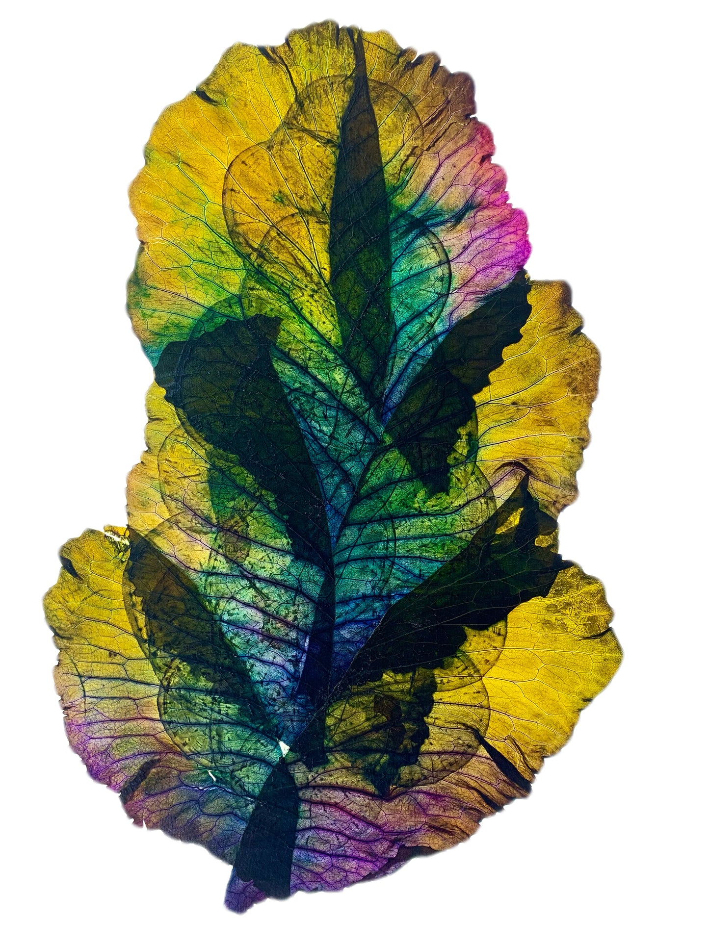 Pressed Vegetable Art on Aluminum - 11x14