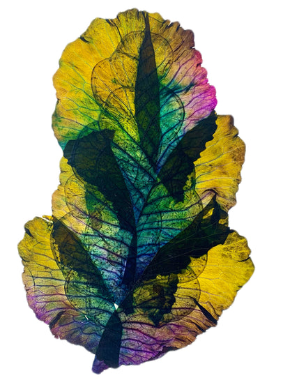 Pressed Vegetable Art on Aluminum - 11x14