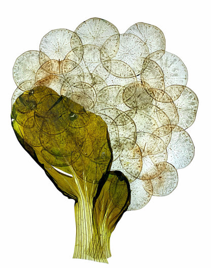 Pressed Vegetable Art on Aluminum - 12x12
