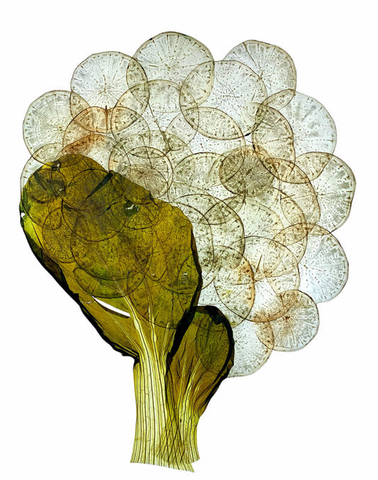 Pressed Vegetable Art on Aluminum - 12x12